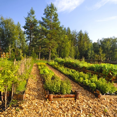 Rader med grønnsaker og vekster dyrkes i organisert form