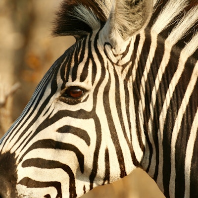 Zebra Makutsi