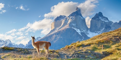 En Guanako med høye fjell i bakgrunnen i det chilenske Patagonia