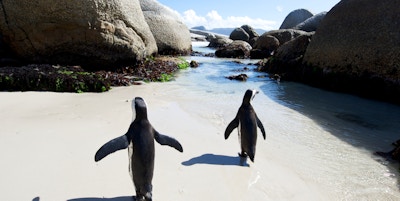 Pingviner ved Boulders Beach, Cape Town