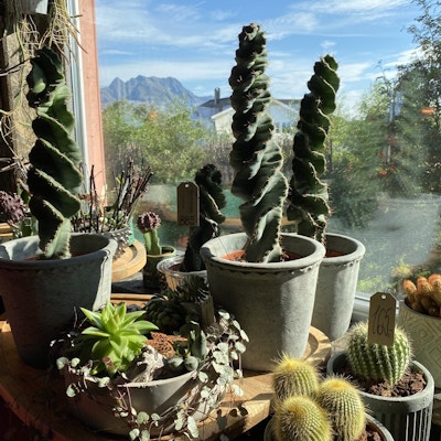 Utstilling av diverse kaktuser i en blomsterbutikk foran et vindu