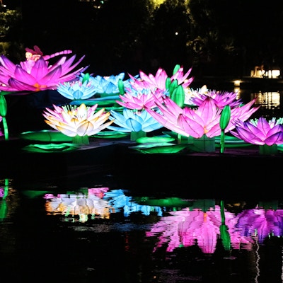Fargerike vannliljer i dammen - Singapore
