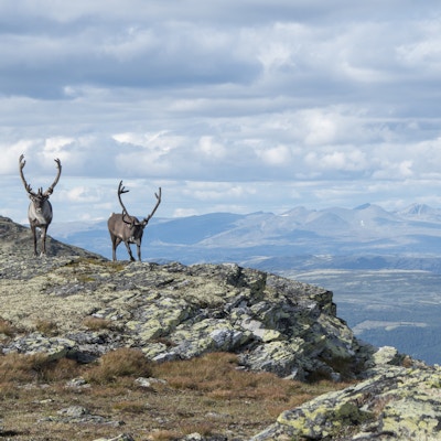 To reinsdyr på toppen av fjellt Ruten med utsikt mot Jotunheimen i bakgrunnen