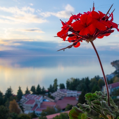 Landskapsutsikt over innsjøen Ohrid i Makedonia med fjell og landsbyer i bakgrunnen og en fargerik blomst i forgrunnen