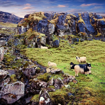 Færøyenes natur i Nord-Atlanteren