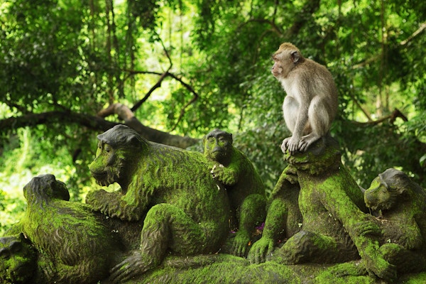 Ubud Monkey Forest er et naturreservat og hinduistisk tempelkompleks i Ubud, Bali, Indonesia. Det offisielle navnet er Sacred Monkey Forest Sanctuary.