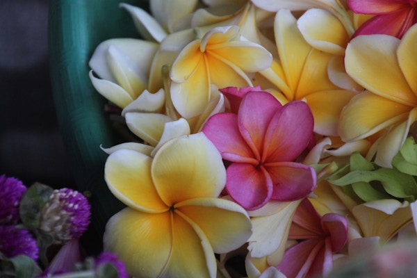 Balis vakre blomsterflora