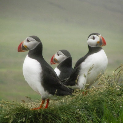 Tre lundefugler i et tåkete landskap, stående rygg mot rygg