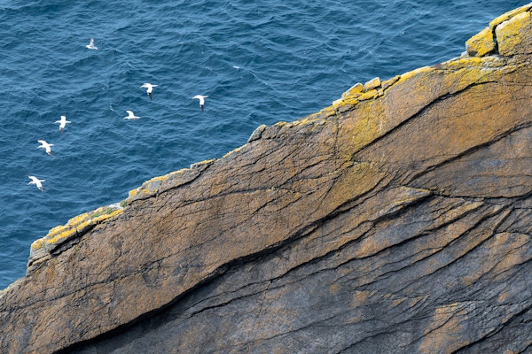 Fjellvegg rett ned i  havet og flere sjøfugl som flyr over