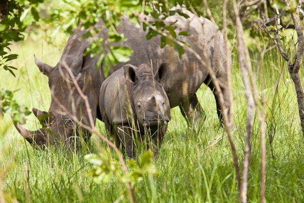 Hvit neshorn på Ziwa Rhino Sanctuary, Nakasongola, Uganda - mini horn
