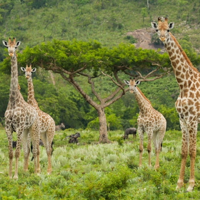 Fem sjiraffer som stod spredt rundt et akasietre ved foten av et fjell i Kruger nasjonalpark.
