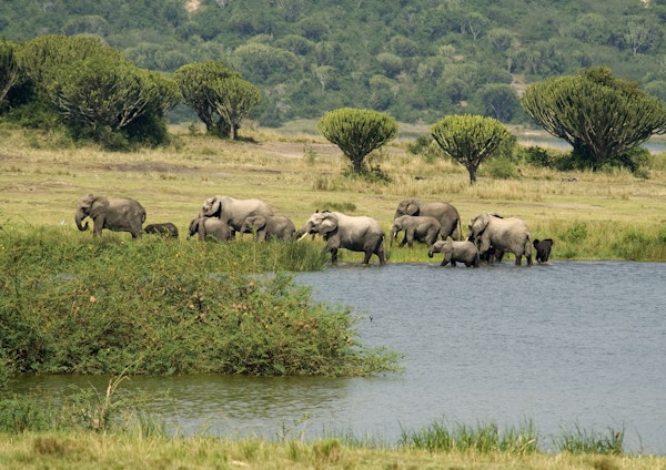 En familiegruppe av afrikanske elefanter har vært nede i vannet for å drikke midt på dagen og drar nå for å finne mer mat. Fotografert i Queen Elizabeth nasjonalpark i Uganda.