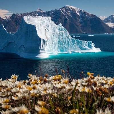 Vakre blomster med et stort isfjell i bakgrunnen som driver på havet