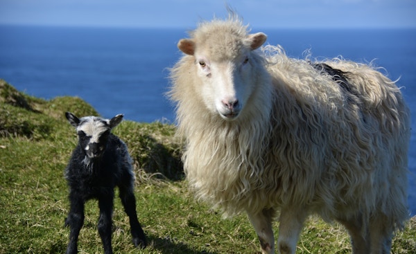 Et svart lam med hvitt hode og en hvit sau ser på fotografen