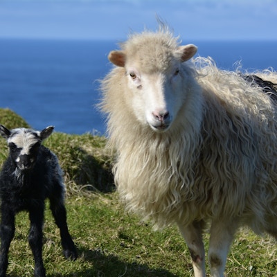 Et svart lam med hvitt hode og en hvit sau ser på fotografen