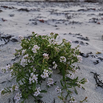 Små, rosa blomster vokser i sanden på stranden i Vesterålen