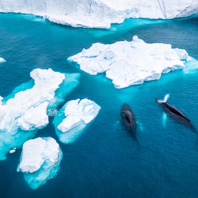 Luftfoto av to knølhvaler (Megaptera novaeangliae) som spruter og spiser foran et isfjell ved Ilulissat isfjord, påvirket av klimaendringer og global oppvarming, Grønland