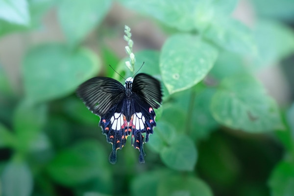 Nærbilde av sommerfugl med bunnfarge i svart