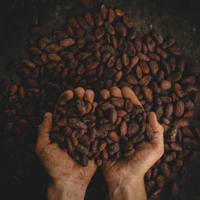 To hender som holder kakaobønner