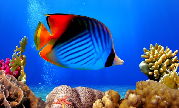 Tropisk, farverik fisk.