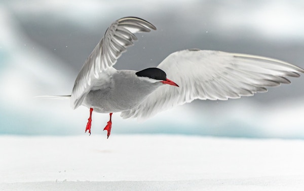 Hvit fugl med svart på hodet og rødt nebb og føtter tar av fra isdekket bakke