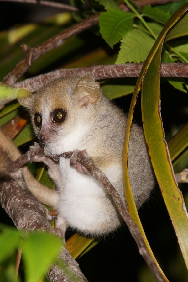 en liten lemur sitter i et tre og ser ut som en mus