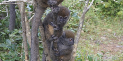 Tre lemurer med brun pels av ulike sjatteringer sitter på rad og rekke i et tre