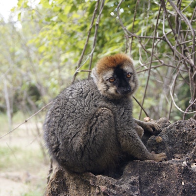 Lemur med brun pels sitter på en stamme