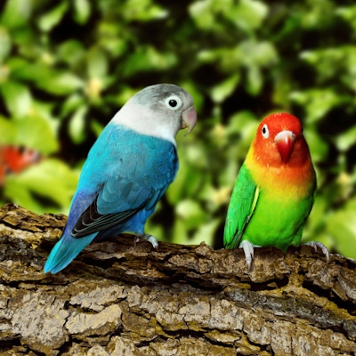 Eksotiske fugler med fine farger sitter på en trestamme