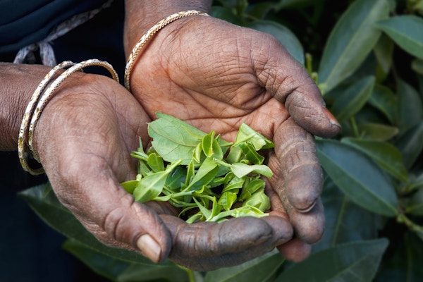 Teplukkere hånd med teblader. Nuwara Eliya, Sri Lanka