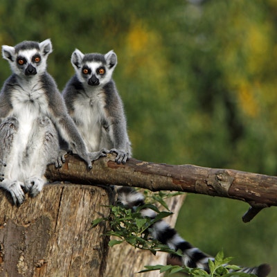 Lemurer på Madagaskar sitter på en trestamme