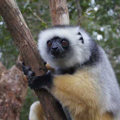 Lemur som hvit, går og gulaktig pels sitter i et tre