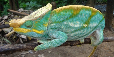 Kameleon på en gren med grønn, turkis og gule farger og et horn på hodet