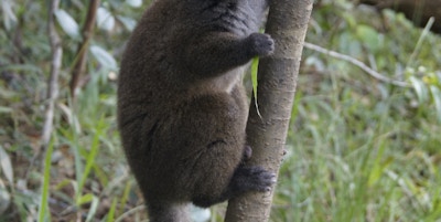 Lemur som sitter på en stamme med brun pels og lang hale