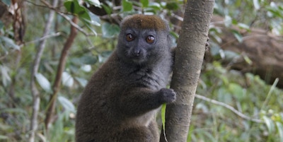 Lemur som sitter på en stamme med brun pels og lang hale