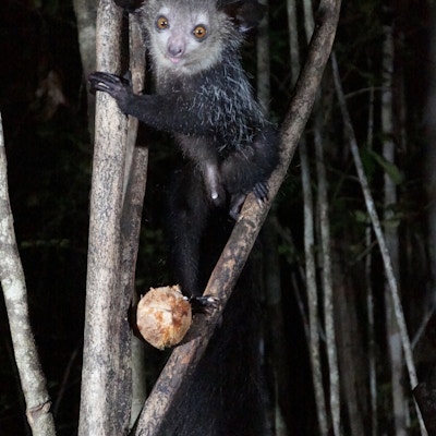 En lite lemur med stri grå pels sitter på noen greiner