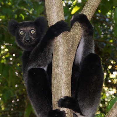 Stor lemur med mørk pels som sitter i et tre