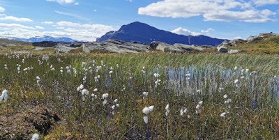 Nydelig fjelllandskap med strå og hvite blomster