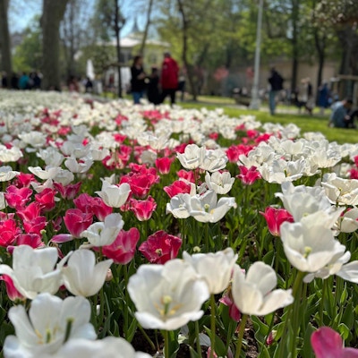 Tulipaner hvite og rosa ute i en park