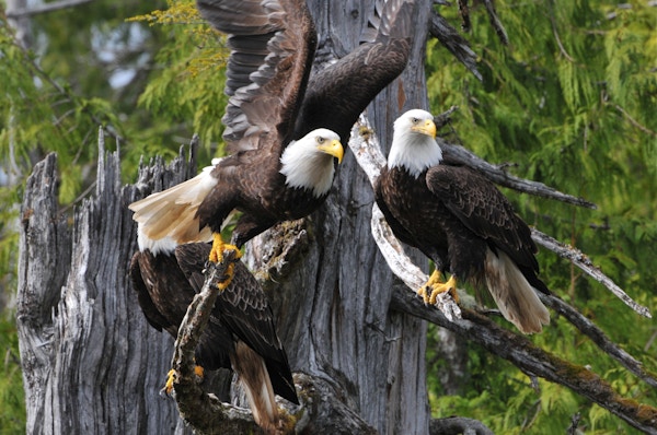 To Bald Eagles, en flyr av en gren nær Ketchikan, Alaska