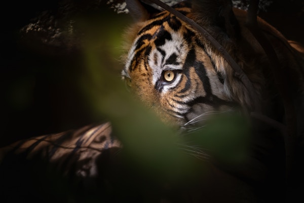 Nærbilde av tiger