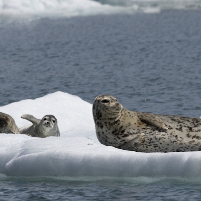 En familie av en type seler ligger på et isflak ute i vannet