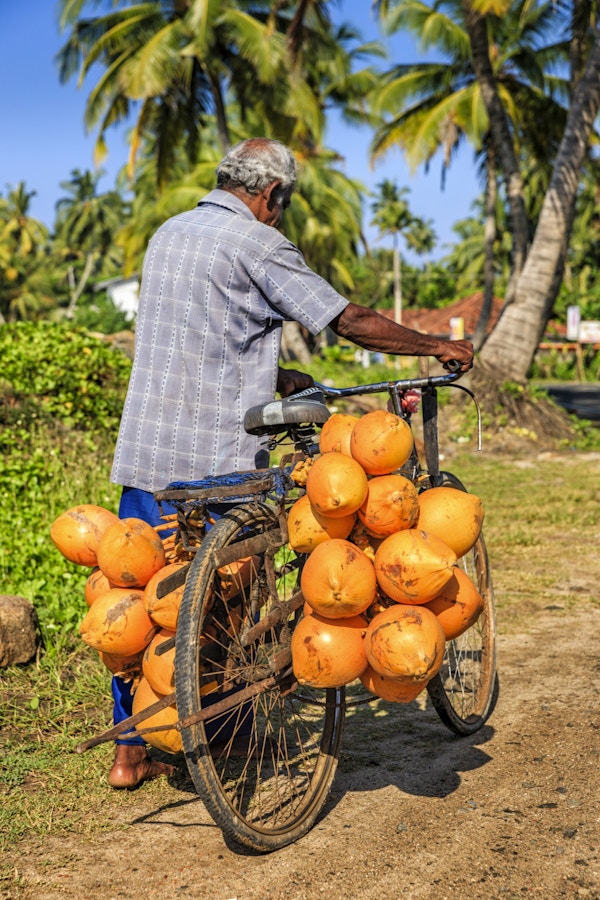 Mann som selger kokosnøtter fra sykkelen sin i nærheten av Mirissa, Sri Lanka. Han starter hver dag tidlig morgen og går fra hus til hus for å selge alle kokosnøtter.