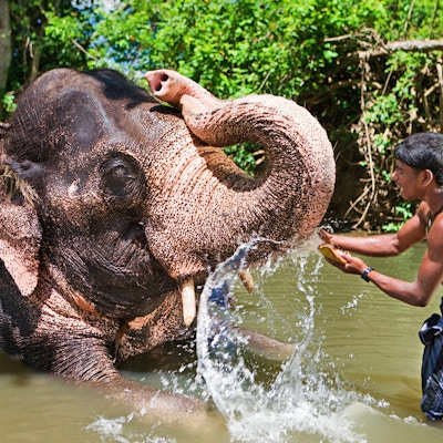Mahout bader elefanten sin i elven,