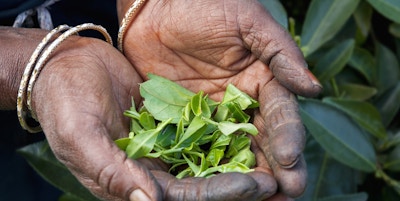 Teplukkere hånd med teblader. Nuwara Eliya, Sri Lanka
