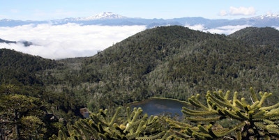 Vakkert landskap innsjø, fjell og med bartreet Araucaria araucana i forgrunnen