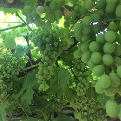 Grønne druer i klaser på vinranker