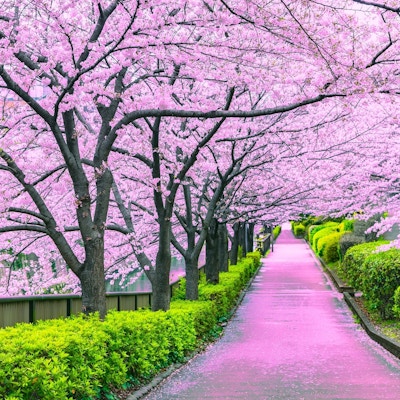 Vei i park dekket med rosa kirsebærblomstblader, de blomstrende trærne danner som en rosa tunnel. Grønne hekker på sidene.