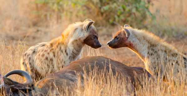 Flekkete hyener som livnærer seg av et bøffelkadaver og synes å dele et stykke mat (som Lady & Landstrykeren som deler en tallerken spaghetti) - Kruger Nasjonalpark, Sør-Afrika. Tidlig morgenlys.