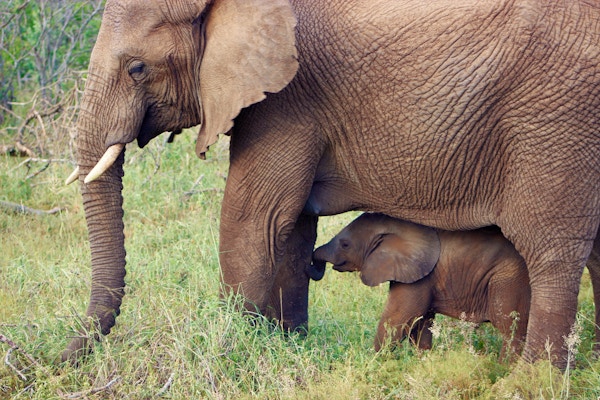 Elefantmor passer på sitt barn